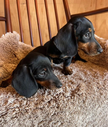 Adorable Miniature Dachshund puppies