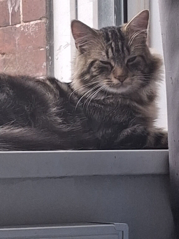 3 cats