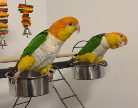 Pair of white bellied Caiques
