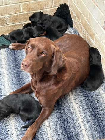 Beautiful Labrador/Springer cross puppies ready to leave August