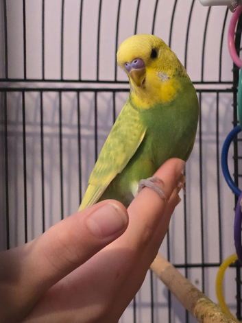 1 x beautiful yellow and green semi-tame budgie