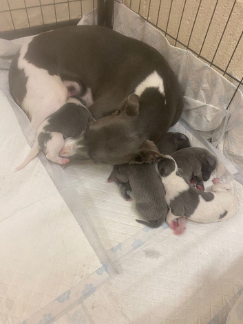Outstanding whippet puppies