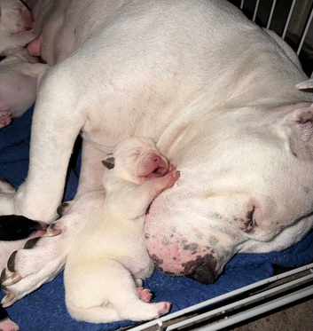 Gorgeous American bulldog x French bulldog