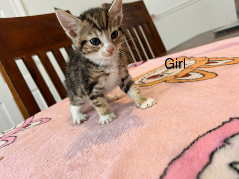 Mixed breed kittens