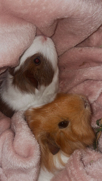 Two male guinea pigs ( must go together)