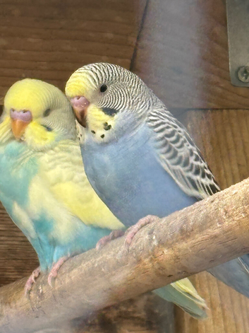 Young Budgies's