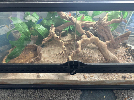 Fat tail gecko