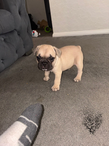 French bulldog puppies