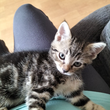 4 kittens ready to go