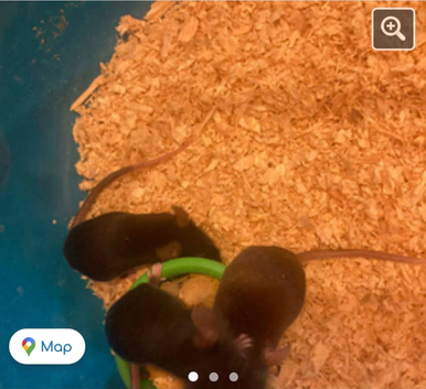Mice need a loving homes