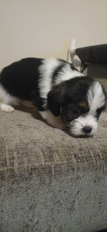 Last little tri colour boy shihtzu cross male puppy for sale
