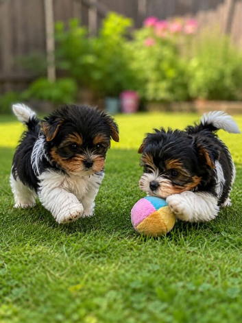 Beautiful Biewer Terriers 1 Girl and 1 Boy