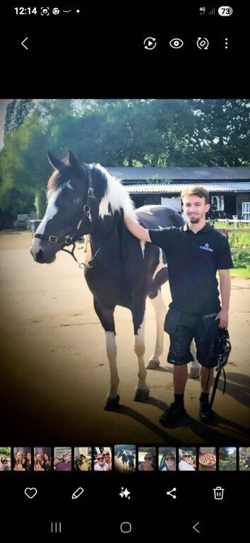 15.3 Warmblood x New forester