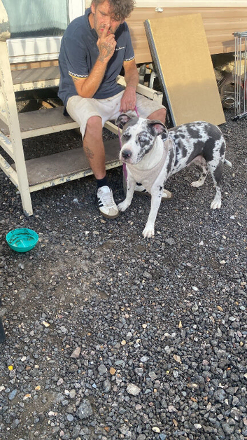 Dog forsale