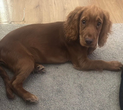 Cocker spaniel