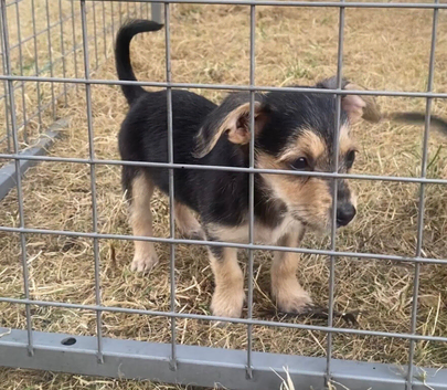 Jackawawa puppies ready now
