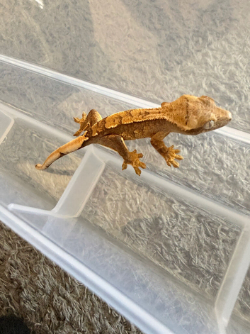 Baby crested geckos