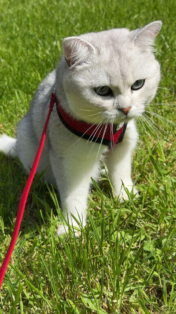 British shorthair males pair under 1 year old