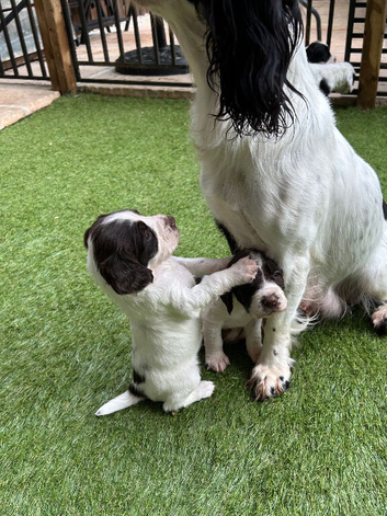 Beautiful striking Traditional English Springer Spaniel Puppies