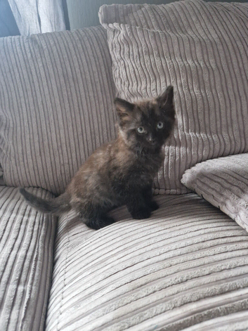 Kittens for sale