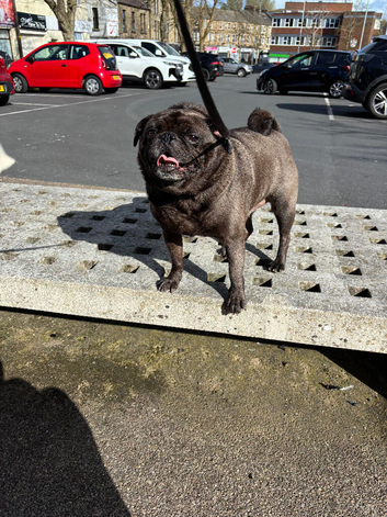 Pug for Rehome