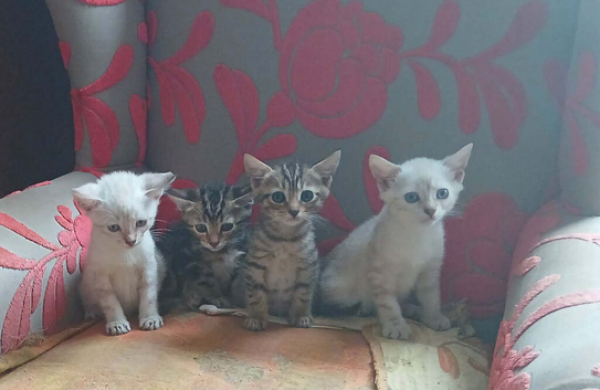 4 lovely bengal kittens 3 boys 1 girl