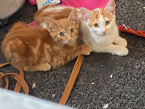Male kittens