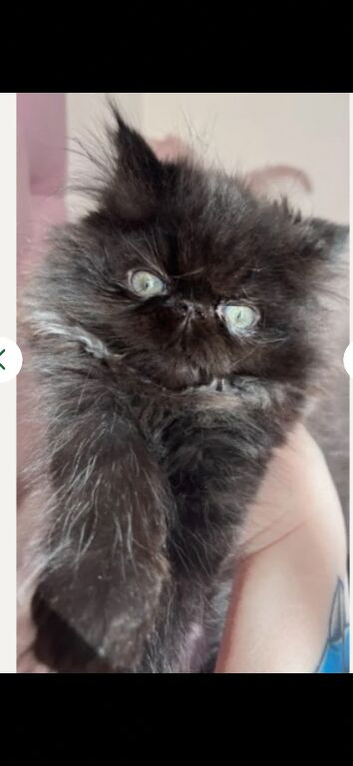 stunning rare black smoke Persian Kitten