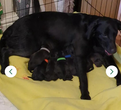 Gorgeous chunky Staffador puppies