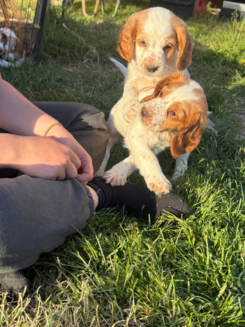 Last 2 boys ready for new home