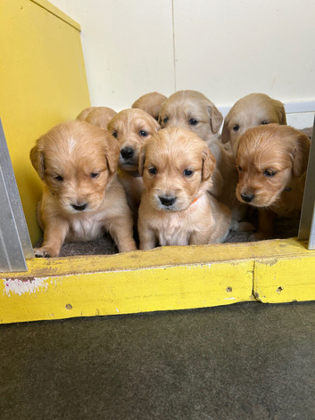 Gorgeous golden retriever puppies for sale