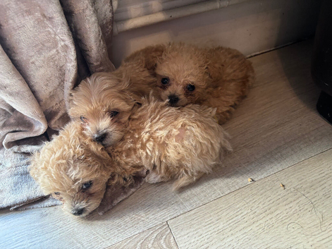 F1 Asian maltipoo puppies x small