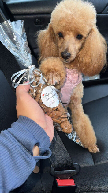 Miniature Poodle