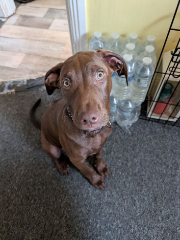 Rhodesian ridgeback mixed with Coco spaniel