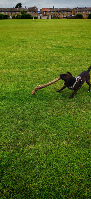 Labrastaff