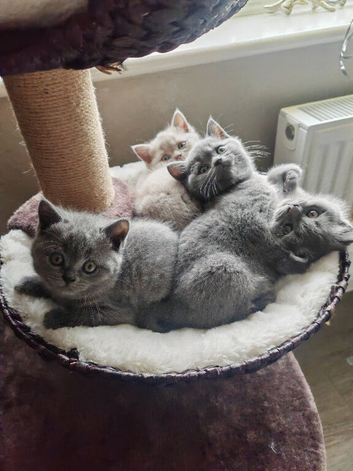 Chunky British Shorthair Kittens