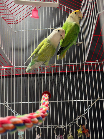 Pair of love birds with cage