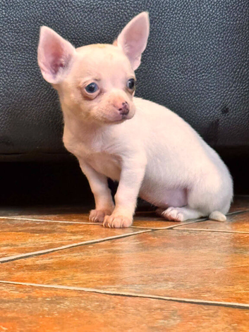 Chihuahua