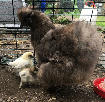 Mum Silkie and two chicks