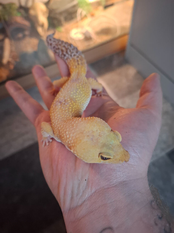 Leopard gecko for sale