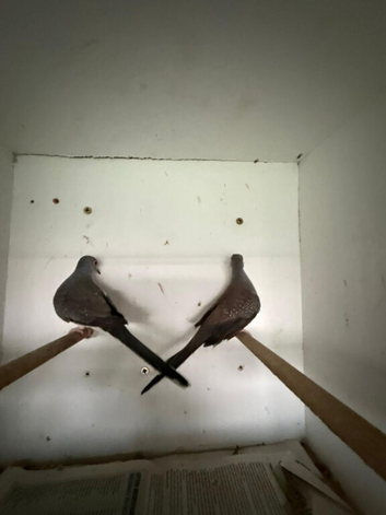 Diamond Doves pair