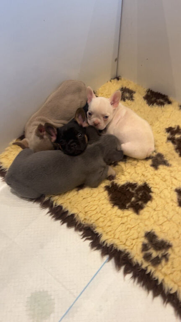 Beautiful French bulldog pups