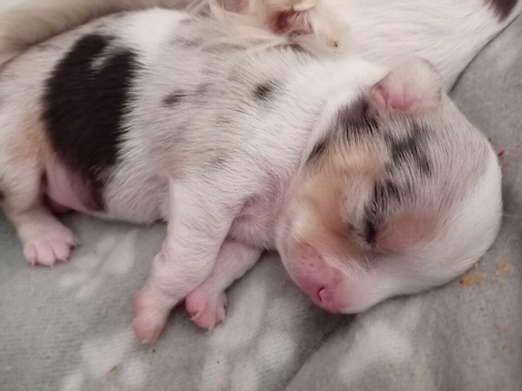 Blonde blue merle teacup chi (f)