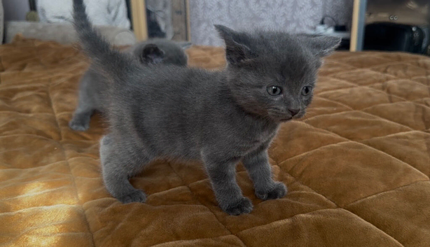 kittens