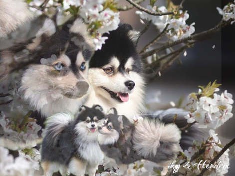 Toy size pomskies
