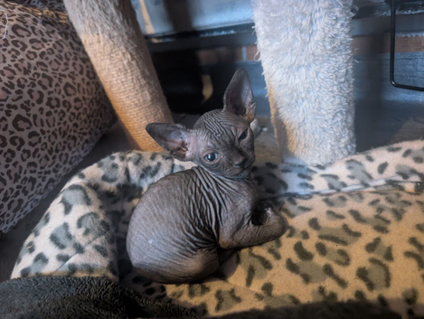 Little boy