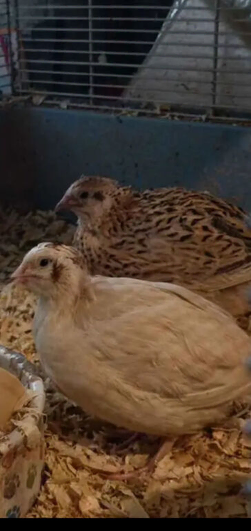 Male and female quail
