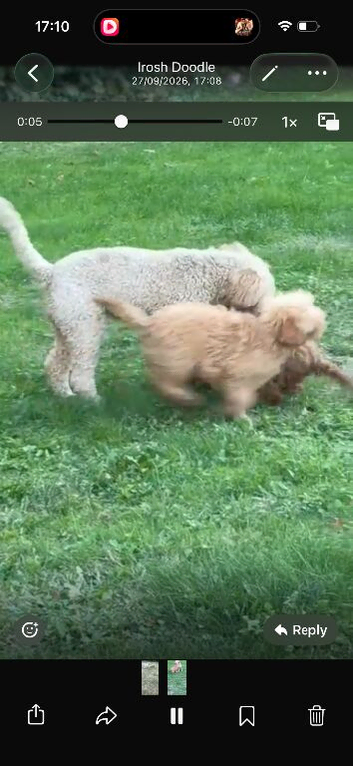 F1BB miniature GOLDEN DOODLES