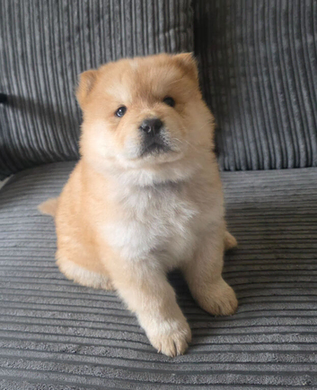 Chunky Chow Chow Pups Home Raised, Ready Soon