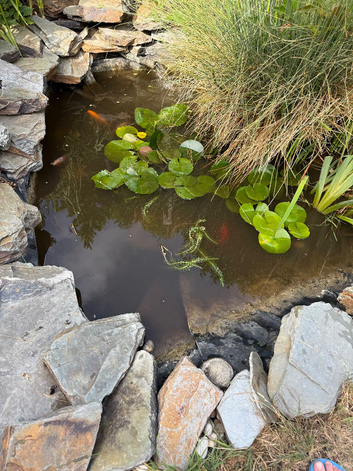 5 KOI CARP FOR SALE - GUILDFORD